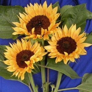 8823sunflower__pro_cut_amber_glow
